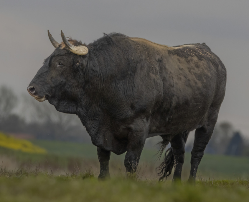de tauros Grazelands